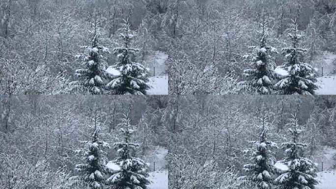 降雪平静而安静地落在树枝上。冬天