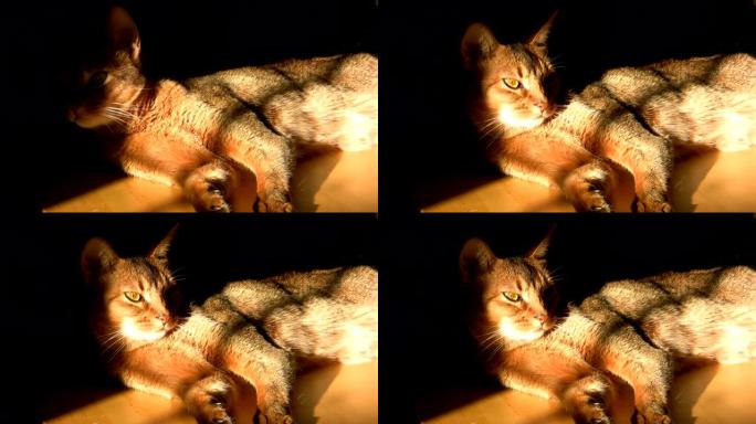 阿比西尼亚猫在阳光下放松