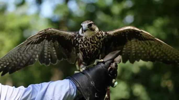 saker falcon (Falco cherrug) 的特写镜头栖息在手套上。