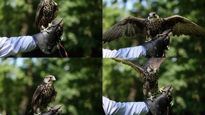 saker falcon (Falco cherrug) 的特写镜头栖息在手套上。