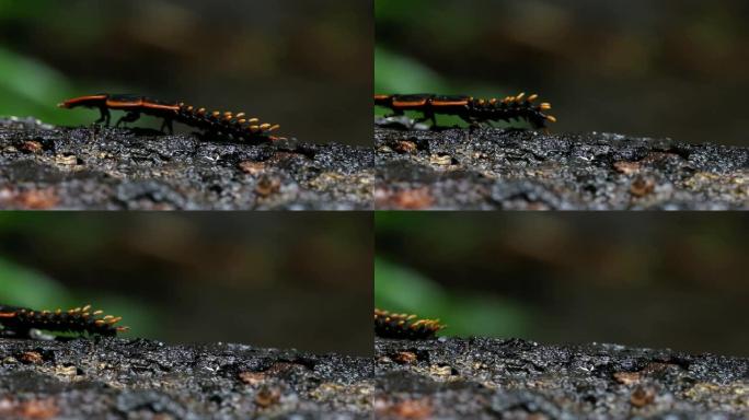 泰国普吉岛雨林中的萤火虫或闪电虫