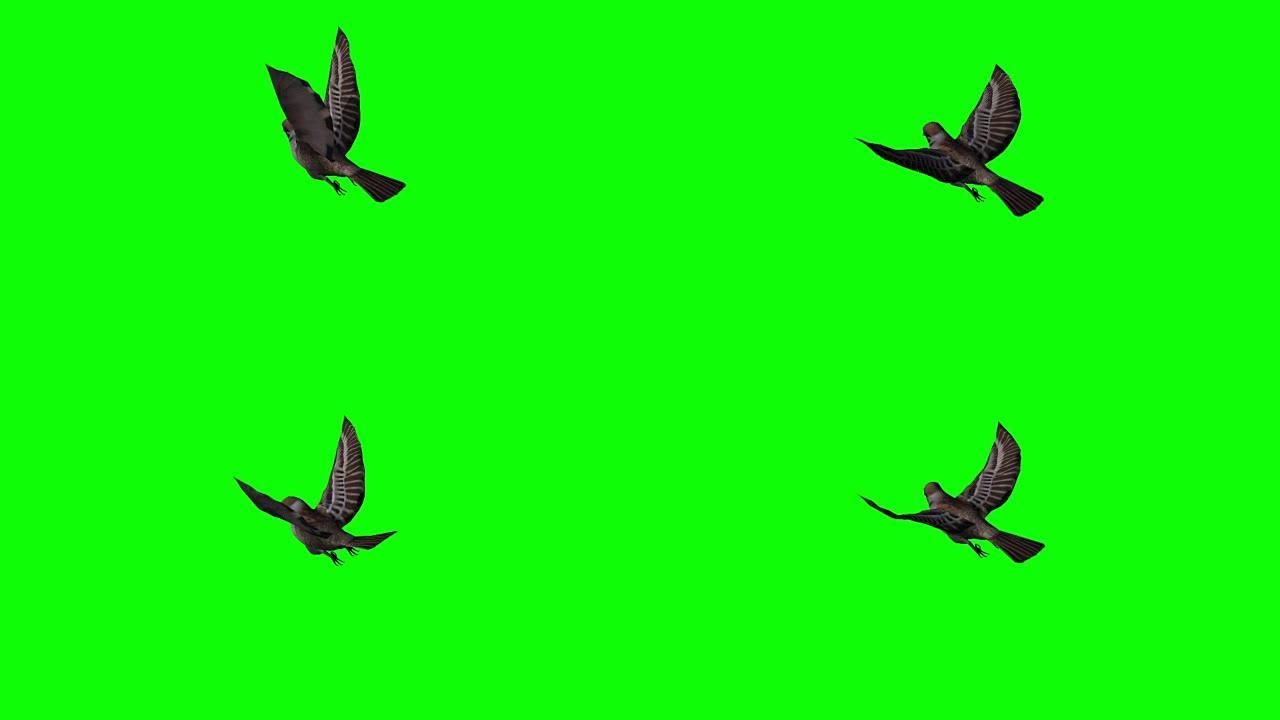 鸟麻雀在飞翔 -- 绿屏
