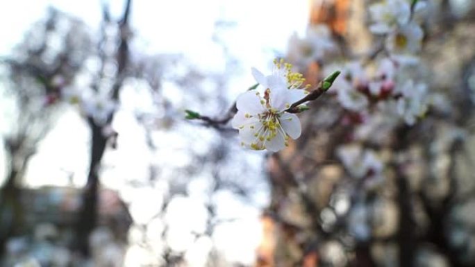 花树春天