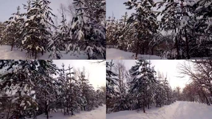 相机沿着冬季森林中的一系列白雪皑皑的松树移动，转身并显示白天的路径