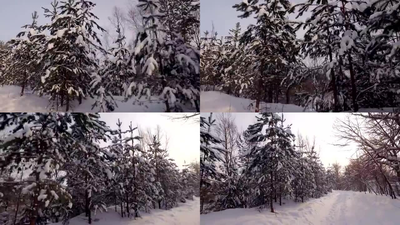 相机沿着冬季森林中的一系列白雪皑皑的松树移动，转身并显示白天的路径