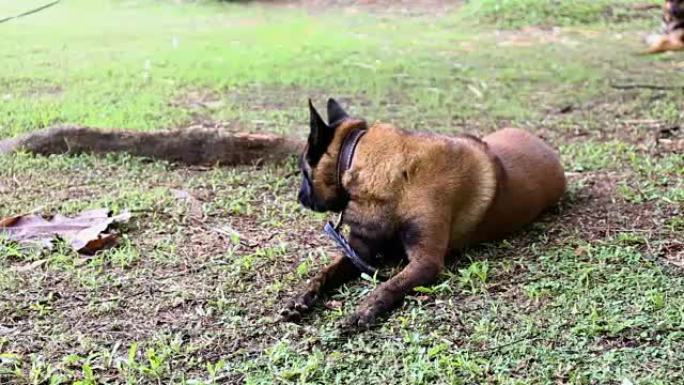 年轻的德国牧羊犬或alsetian k9狗蹲在草地上