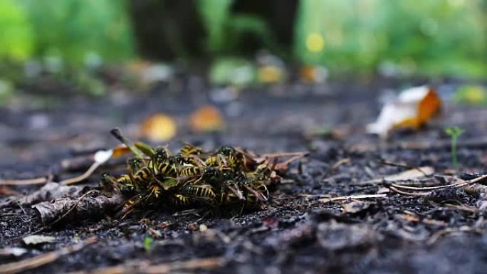 野生动物群黄蜂在地上吃腐烂的梨或苹果