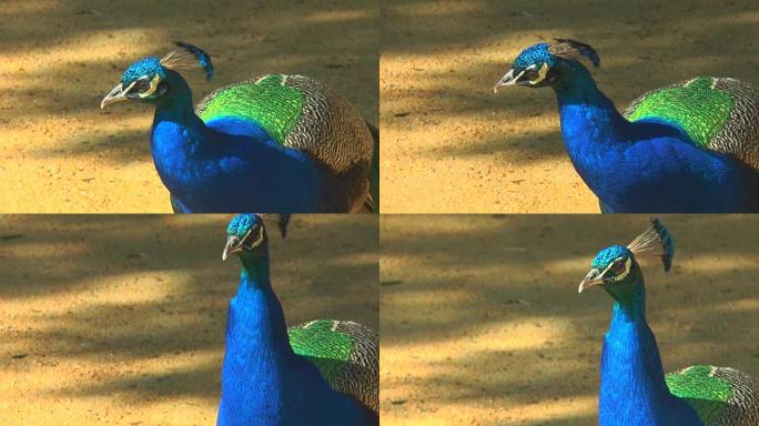 孔雀的特写镜头清晰可见其羽毛