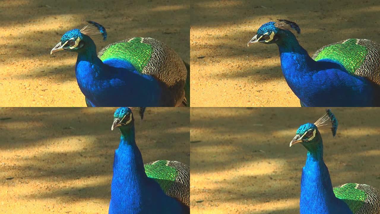 孔雀的特写镜头清晰可见其羽毛