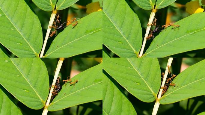 一群蚂蚁正在移动死虫的身体，团队合作的概念