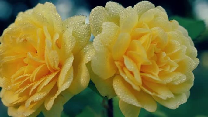 两朵盛开的黄玫瑰特写。