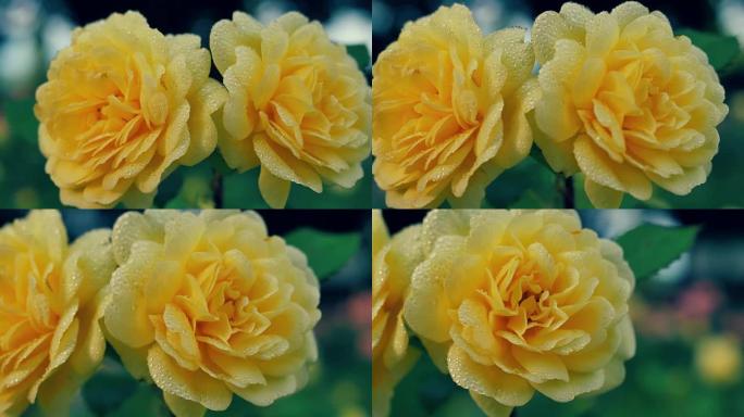 两朵盛开的黄玫瑰特写。