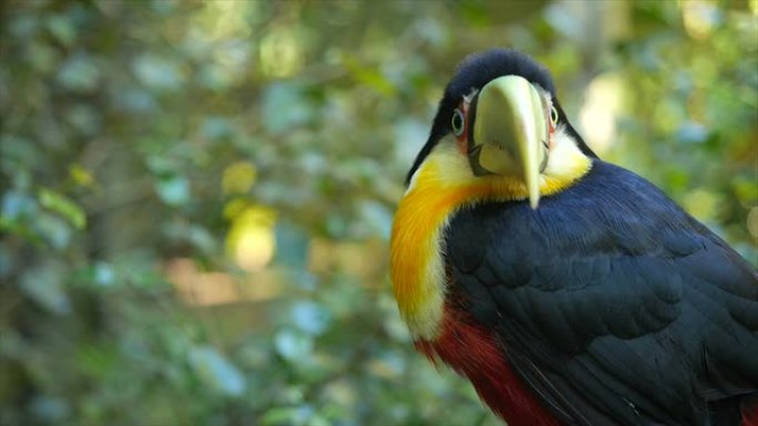 在自然环境中，面对镜头的绿色嘴巨嘴鸟的特写镜头