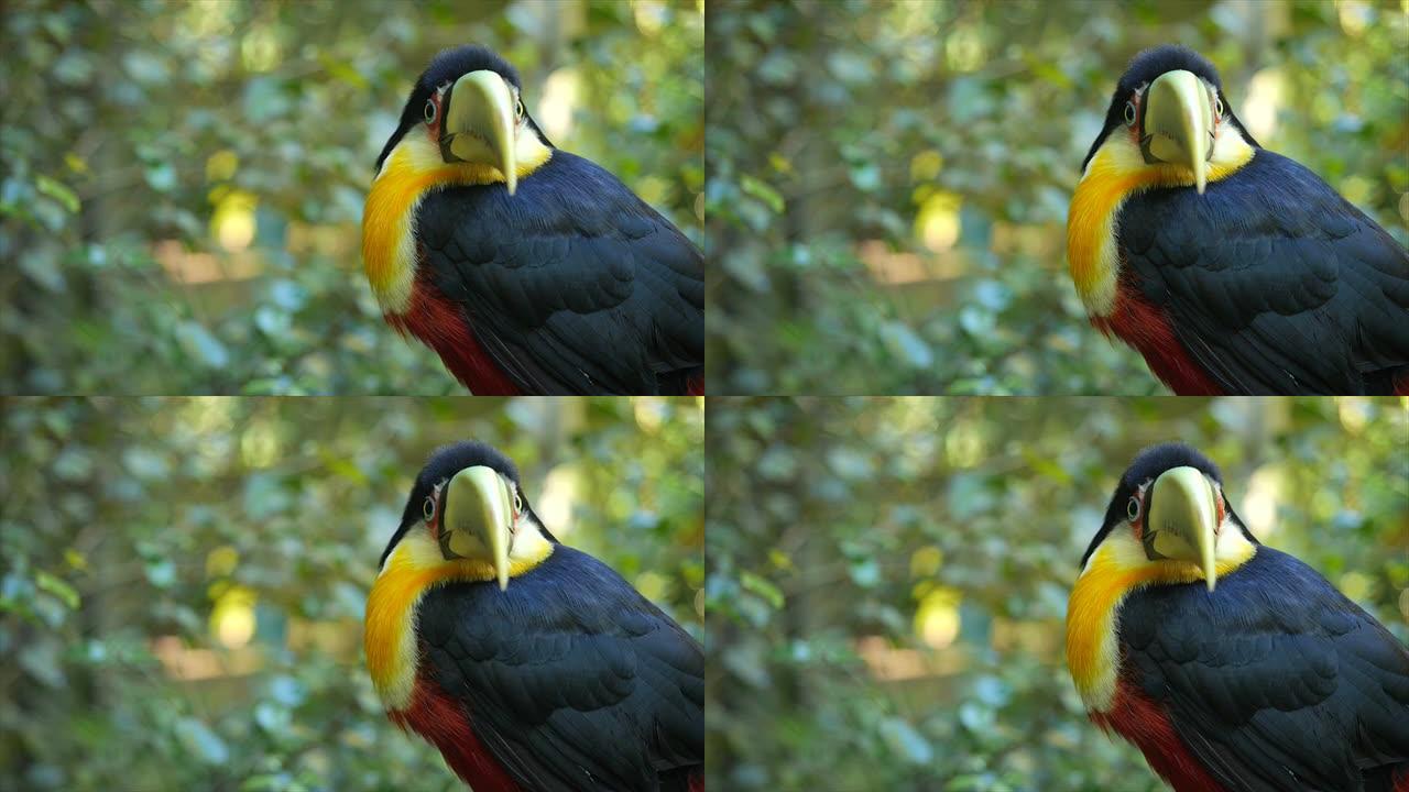在自然环境中，面对镜头的绿色嘴巨嘴鸟的特写镜头