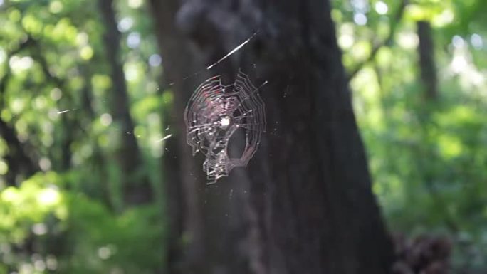 五彩的蜘蛛网倒在森林的阳光下。蜘蛛编织蜘蛛网