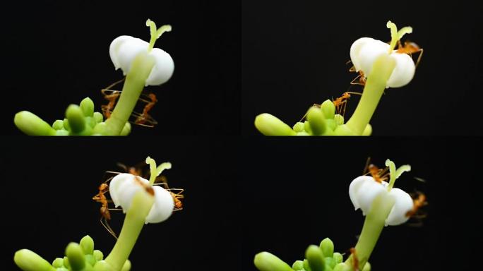 蚂蚁觅食白花