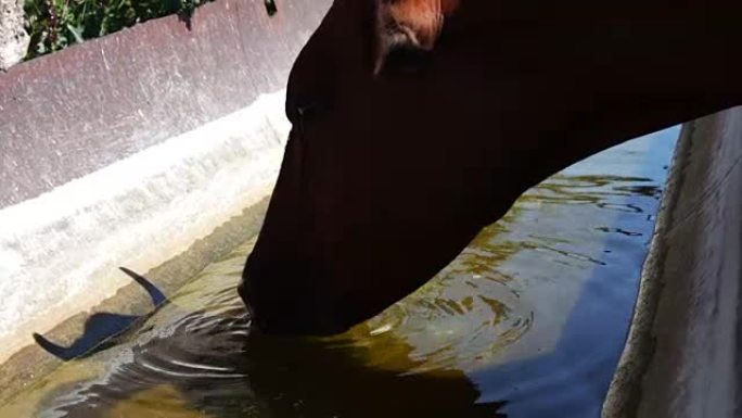 红牛从夏季围栏的槽中喝水