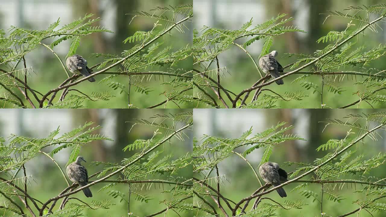 斑鸠在树上清理翅膀
