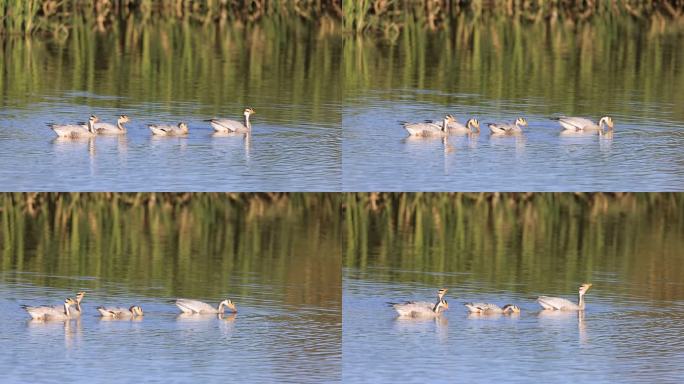 斑头雁在湖面游弋的慢动作