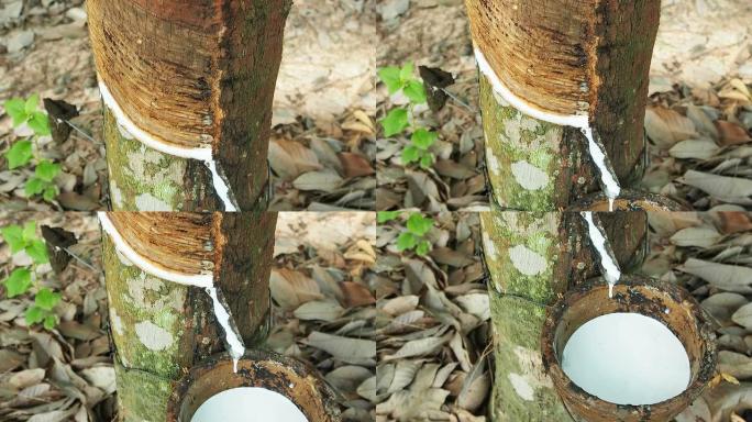 从巴西橡胶树天然橡胶树中提取的乳白色乳胶。相机倾斜。