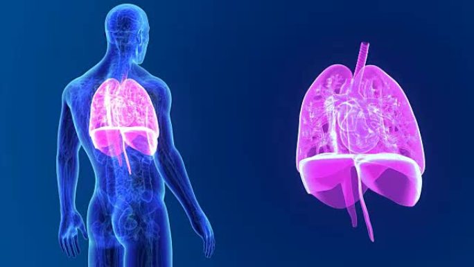 心脏，肺和隔膜放大与解剖