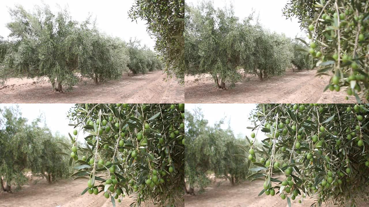 西班牙南部的橄榄枝，橄榄枝和树木