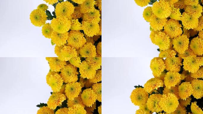 特写，从上面看，鲜花，花束，白色背景上的旋转，花卉组成由黄色菊花桑蒂尼组成