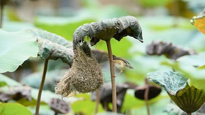 鸟 (平原Prinia) 在大自然中建造鸟巢