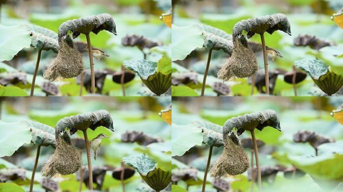 鸟 (平原Prinia) 在大自然中建造鸟巢