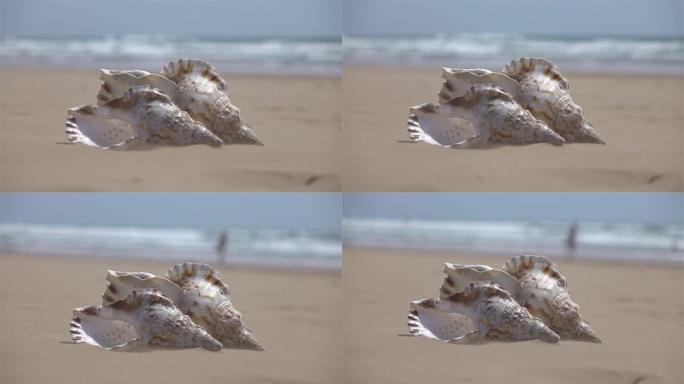 沙子上的两个贝壳视频-真正的慢动作