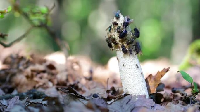 普通的臭虫 (Phallus impudicus) 覆盖着苍蝇