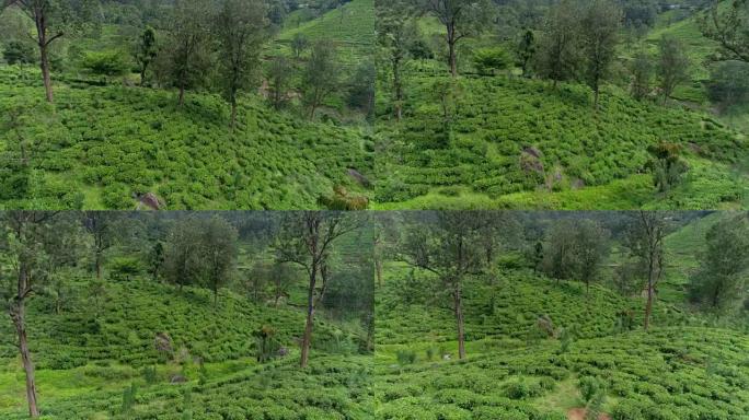 斯里兰卡中部省的茶园
