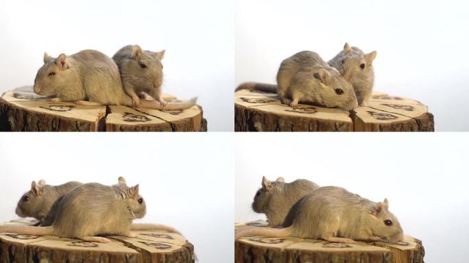两只蓬松的老鼠坐在一个装饰性的木制树桩上，在它转动时嗅它