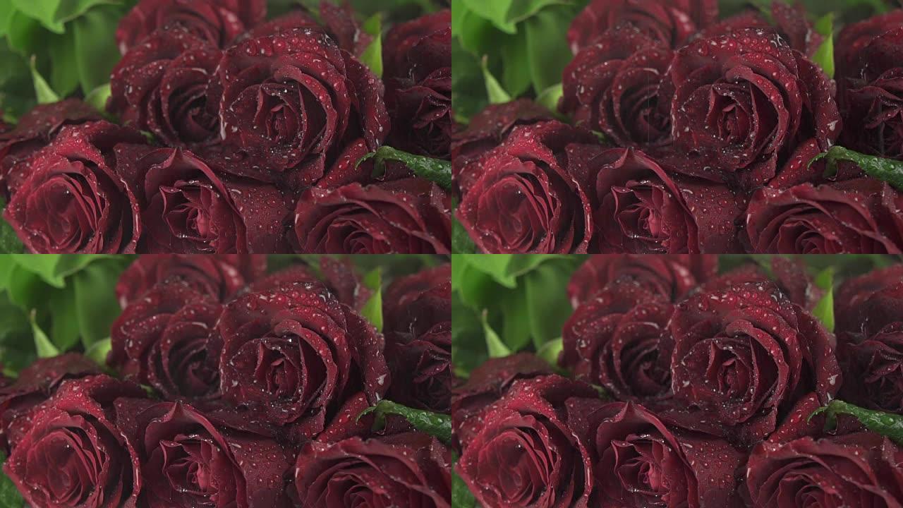 美丽的红玫瑰花束上的雨慢动作素材视频