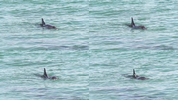 海豚在猴子Mia SharkBay国家公园以慢动作吹水