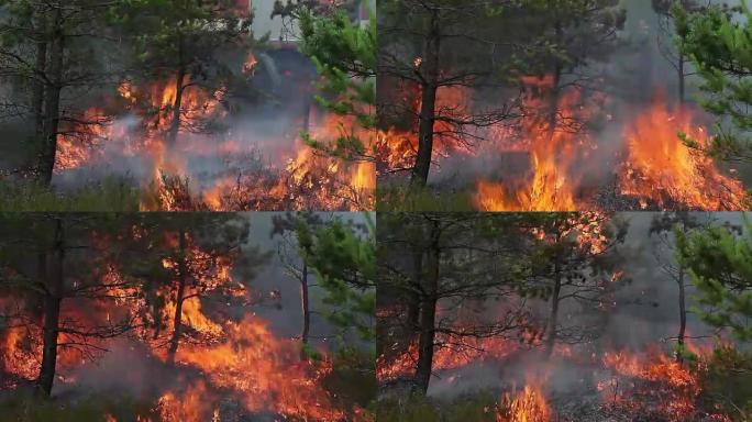 松树下的森林地面火灾。