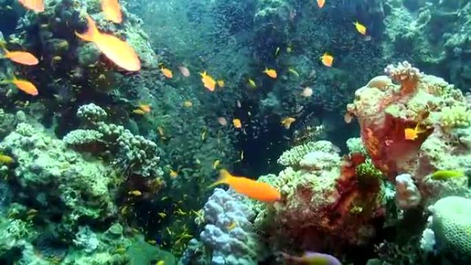 充满活力的珊瑚礁上的热带鱼