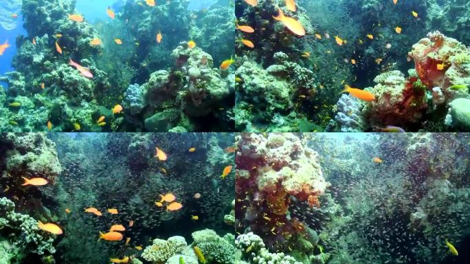 充满活力的珊瑚礁上的热带鱼