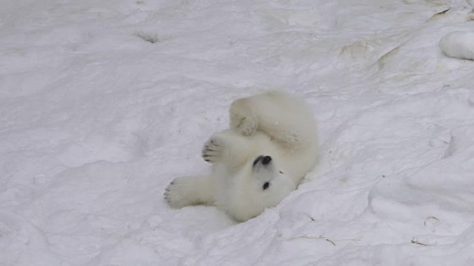 一只北极熊幼崽在雪地里休息和玩耍