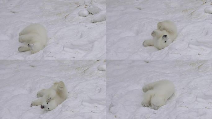 一只北极熊幼崽在雪地里休息和玩耍