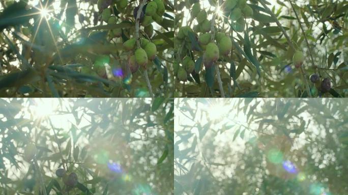 在橄榄树上跟踪橄榄树的镜头