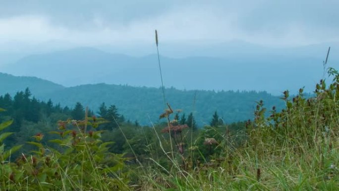 夏季在蓝岭公园大道上，有野花