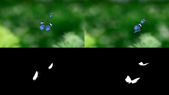 蓝色的两只蝴蝶