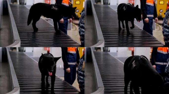黑狗在行李传送带上巡逻，寻找违禁物品