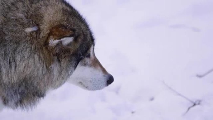 美丽的冬季森林中的孤狼
