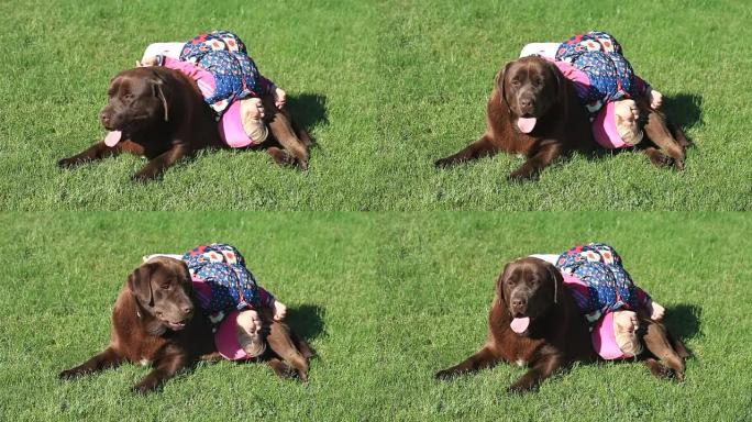 小女孩在春天玩棕色拉布拉多猎犬