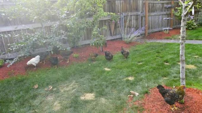 在花园后院里放鸡