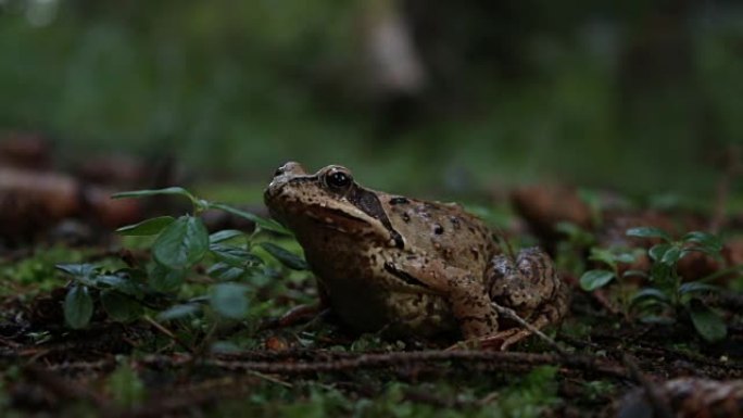 地面上的敏捷蛙 (Rana dalmatina)