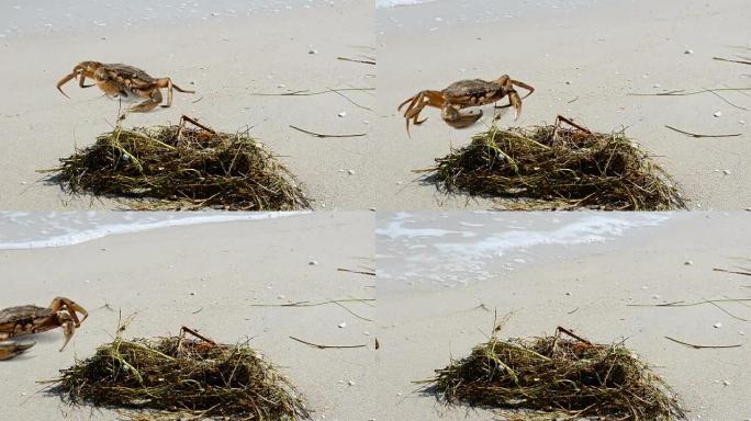 海滩上的螃蟹。在海滩上射击。