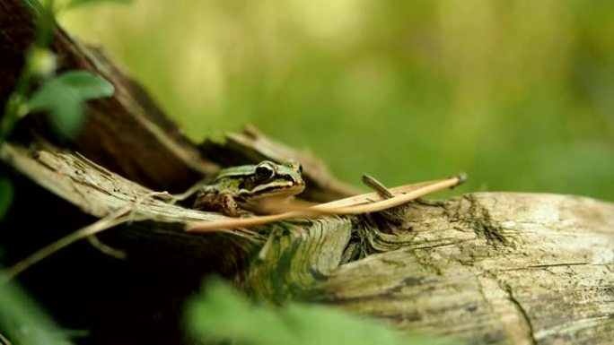 坐在树干上的可食用青蛙